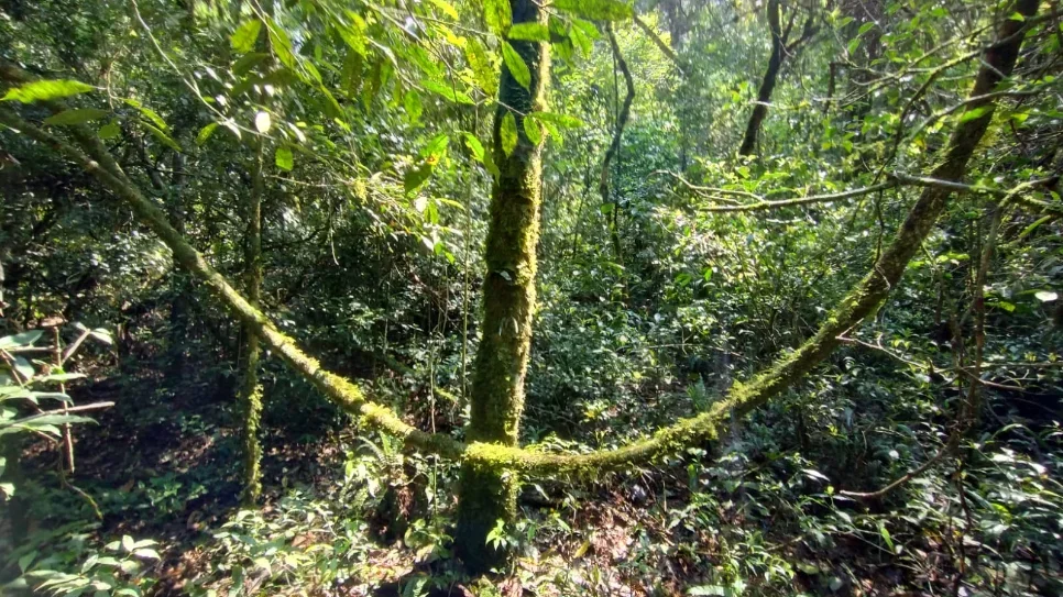 Pesquisa revela desafios da regeneração florestal na Mata Atlântica afetada por espécies exóticas