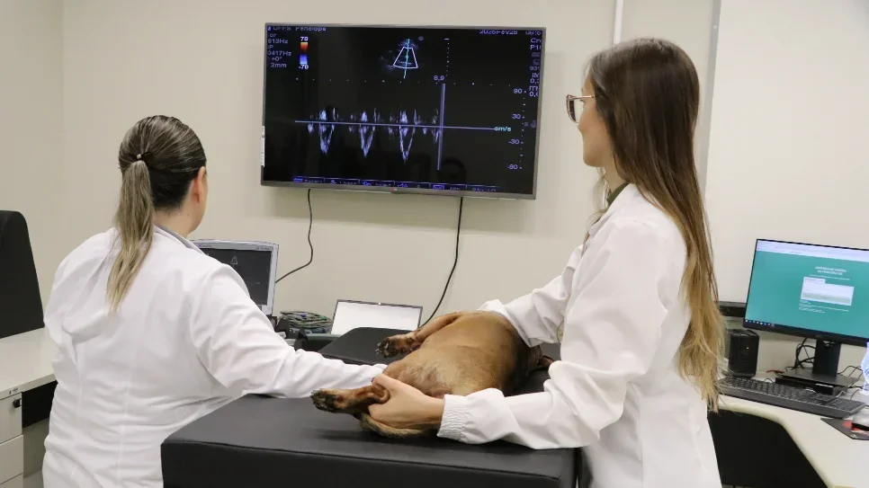 Mestrado em Saúde, Bem-estar e Produção Animal da UFFS abre seleção para disciplinas isoladas 2026.1