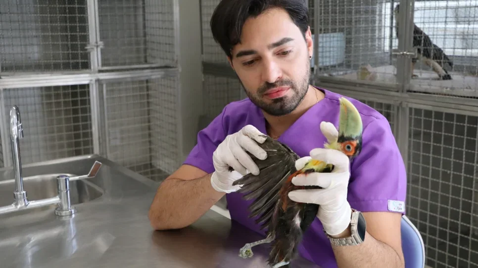 UFFS publica edital para seleção do Mestrado em Saúde, Bem-Estar e Produção Animal Sustentável 2026.2