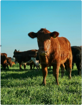 Transferência e Retornos